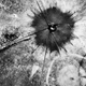 Vista aérea tras la explosión de la primera prueba de un arma nuclear con Trinity en 1945. AP Images